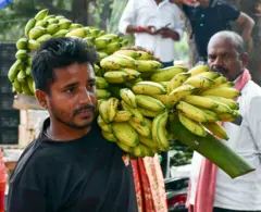 ગુજરાતમાં કેળાંનું વાવેતર સતત કેમ વધી રહ્યું છે, દેશમાં તે બીજા નંબરે કેવી રીતે પહોંચ્યું?