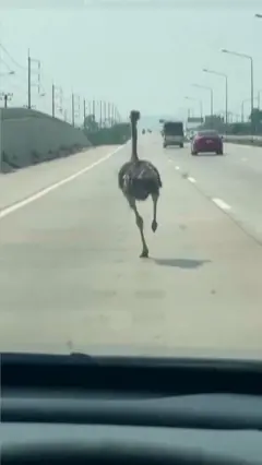 තාර දැමූ මාර්ගයක පස්බරෙකු දුවන අයුරු පෙනේ.