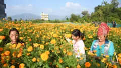 तिहारका निम्ति सयपत्री टिप्दै गरेका दाङका किसान