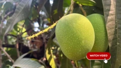 મહારાષ્ટ્ર, કેરીનું ઉત્પાદન, ગુજરાત, બીબીસી ગુજરાતી