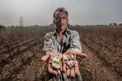 ગુજરાતમાં કપાસની ખેતી 