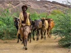 ريفي من ولاية كسلا