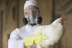 Um trabalhador rural com roupa de proteção completa, máscara com respirador e luvas de borracha segura uma galinha