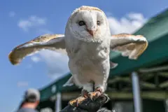 လင်ကောင်ပိုး ဇီးကွက်