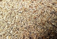 গম আকৃতির কাটাবাঁশের বীজ।