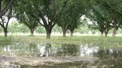 Muitos produtores mexicanos de nozes inundam seus campos com água de irrigação