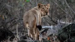 સિંહ ગીર ગુજરાત