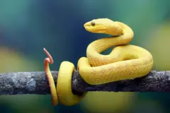 پائتھن