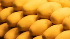 வங்கதேசம், இந்தியா, முகமது யூனுஸ், மாம்பழங்கள், நரேந்திர மோதி 