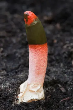 мутин малиновий