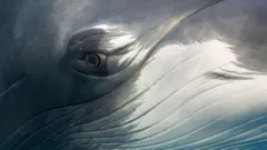 Un plano cerrado del ojo de una ballena minke enana mirando fijamente