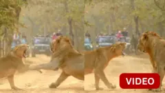 சிங்கம்