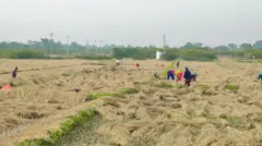 दाङकाे तुलसीपुर उपमहानगरपालिका—१८ मनिकापुरमा मङ्गलवार बेमौसमी वर्षाले काटेको धान भिजाएपछि साना-साना मुठा पारेर सुकाउँदै किसानहरू