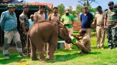 முதுமலை முகாமில் 3 குட்டி யானைகள் - தாய் யானை போல் வனத்துறையால் வளர்க்க முடியுமா?