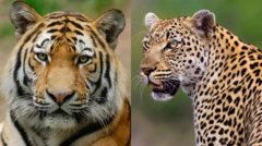 புலி, சிறுத்தை 