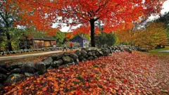 जो पत्ते पीले हो जाते हैं, वे वास्तव में हमेशा से ही पीले होते हैं