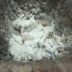 Cadáveres de porcos cobertos com cal