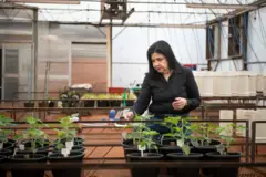 Mariangela Hungria examina mudas de plantas