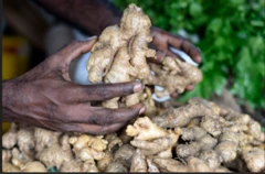 Atalẹ ti ọwọ kan bu dani