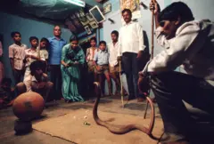 ఇంట్లో పాము