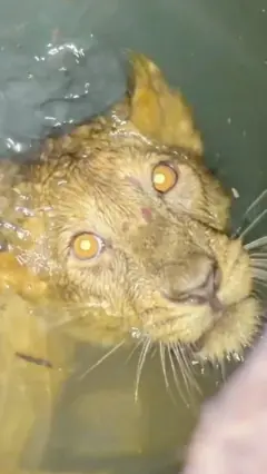 १३ मिटर गहिरो इनारमा खसेकी सिंहिनीको उद्धार