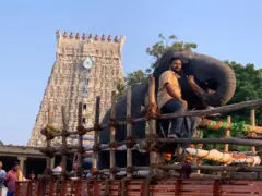 திருச்செந்தூர் கோயில் யானை