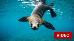 SEA LION