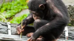 Um chimpanzé se agacha sobre um tronco, segurando um graveto que usa para perfurar uma caixa