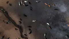 Vista aérea de cabras sobre terras sem qualquer cobertura vegetal e de coloração enegrecida.