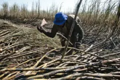 Um trabalhador em uma plantação de cana de açúcar