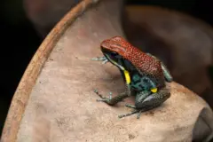 rana dardo ecuatoriana