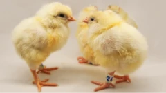 'Yan tsakin da aka jirkita wa ƙwayoyin halitta za su dinga haihuwar kaji ne kawai ban da zakaru 