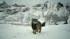 Gato-de-pallas com olhar fixo para uma câmera, em meio às montanhas