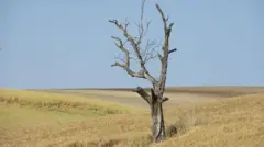 Посуха, дерево 