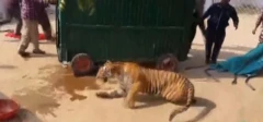 உத்தரபிரதேச புலி 