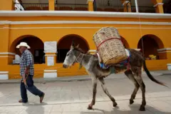 Jumento em Oaxaca, no México