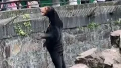 கரடியிலும் போலியா? 
