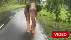 பேருந்தை நோக்கி ஓடிவந்த யானை