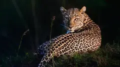 Leopardo iluminado pela luz do entardecer