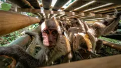 Monyet ekor panjang akan dijadikan hewan uji toksisitas.