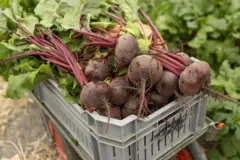 Caixote de beterrabas com folhas no campo