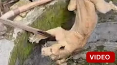 கிர் சோம்நாத்தில் கிணற்றுக்குள் விழுந்த பெண் சிங்கம்