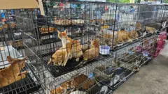 Dezenas de gatos em gaiolas apreendidos pela polícia na cidade de Ho Chi Minh, no Vietnã, são apreendidos no comércio de carne de gato