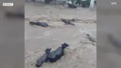 बाढ़ में बहती भैंसें 