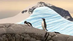 Пингвины в Антарктиде