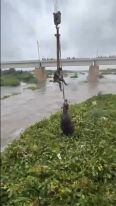 అహ్మదాబాద్, గేదె రెస్క్యూ