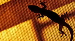 பல்லிகள் ,  உலக பல்லி தினம் 