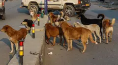 వీధి కుక్కలు