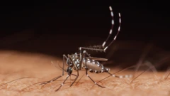 dengue mosquito