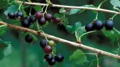 கேசிஸ் பழத்தின் மருத்துவ பயன்கள்